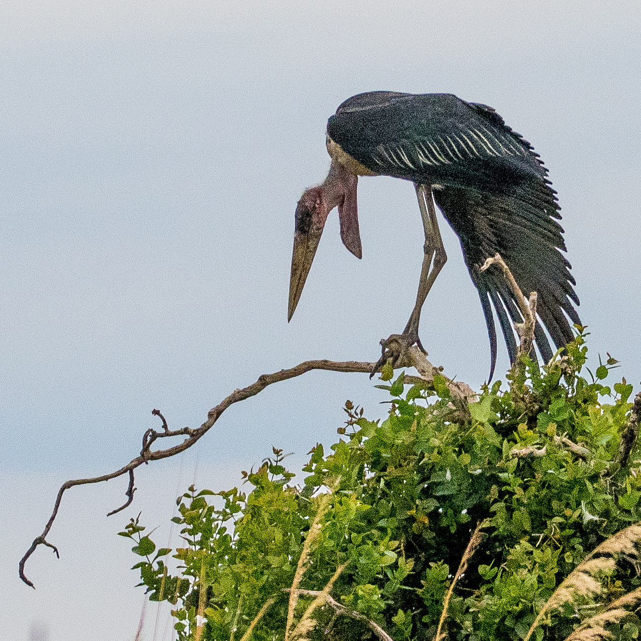 Marabout d'Afrique (Marabou stork, Leptoptilos crumenifer), adulte étirant son aile, Magweggana spillway, Delta de l'Okavango, Botswana.